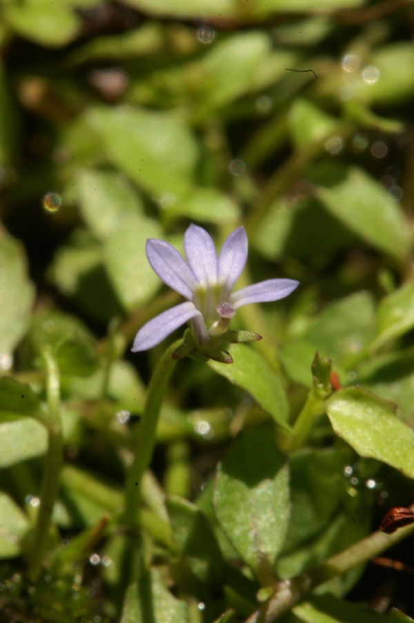 Lobelia pratioides